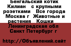 Бенгальский котик Килиан , с крупными розетками - Все города, Москва г. Животные и растения » Кошки   . Ленинградская обл.,Санкт-Петербург г.